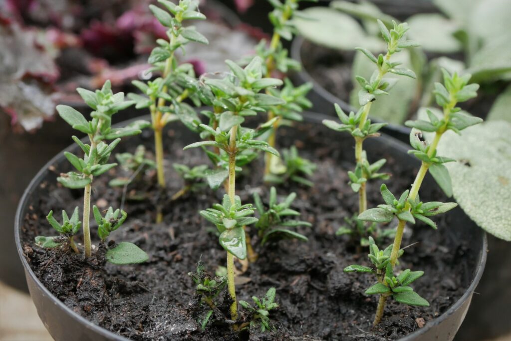 Thymian-Stecklinge