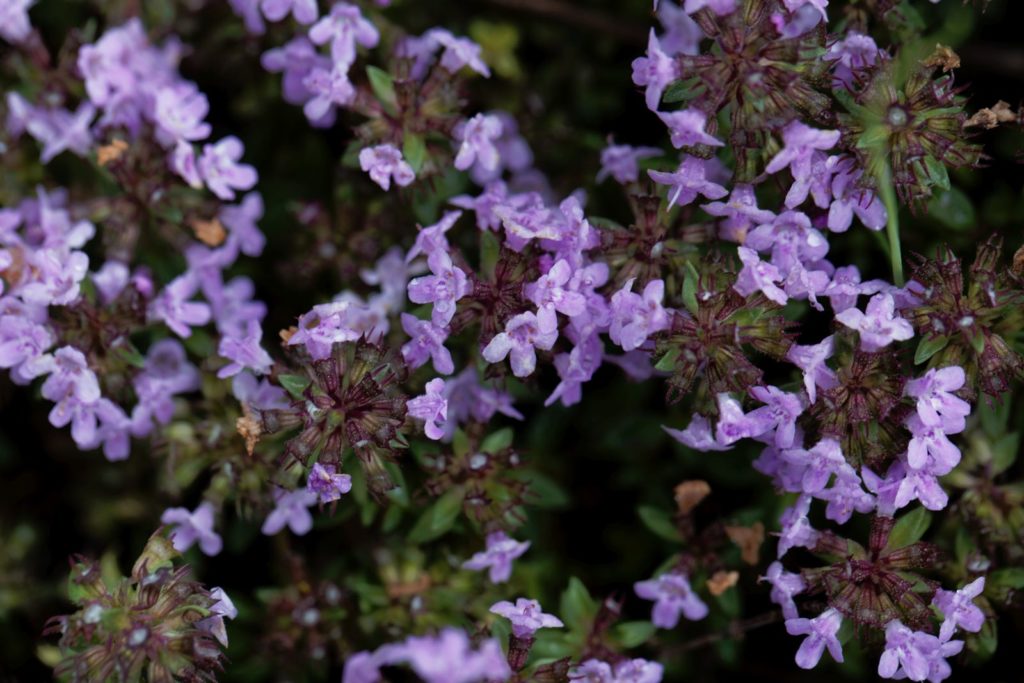 Thymus Herba Barona