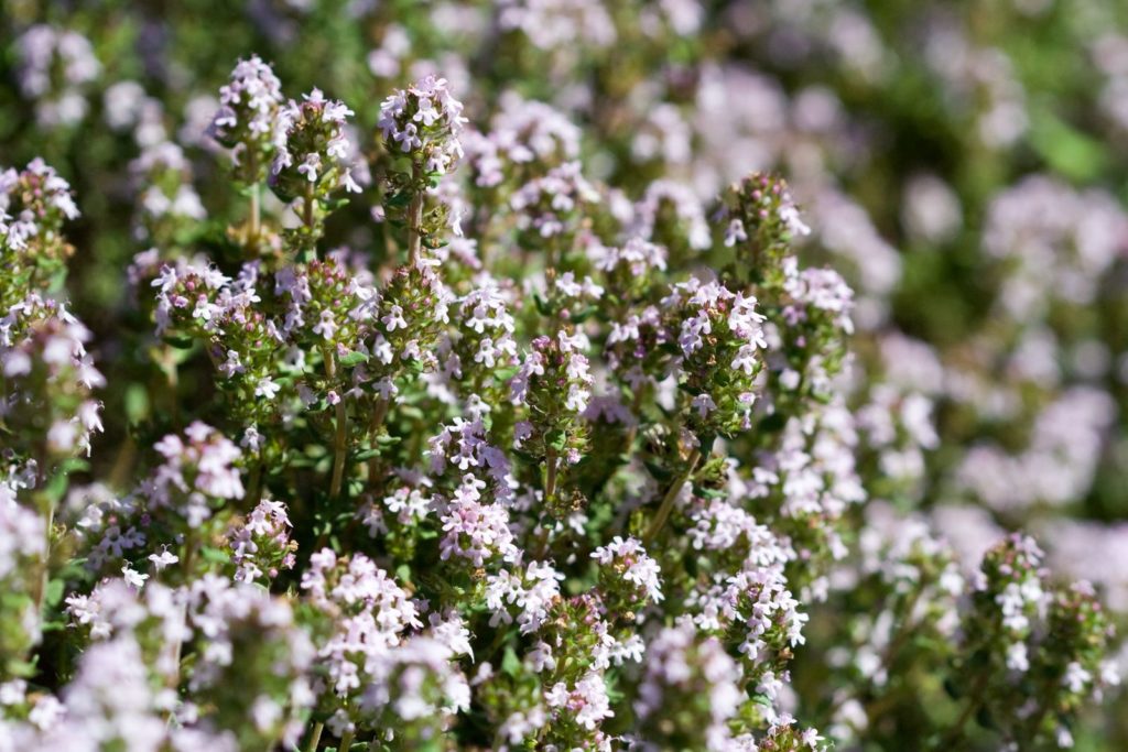 Thymus-Vulgaris-Blüte