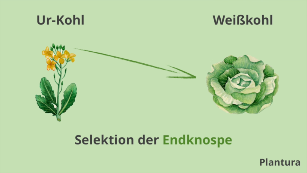 Züchtung des Weißkohls