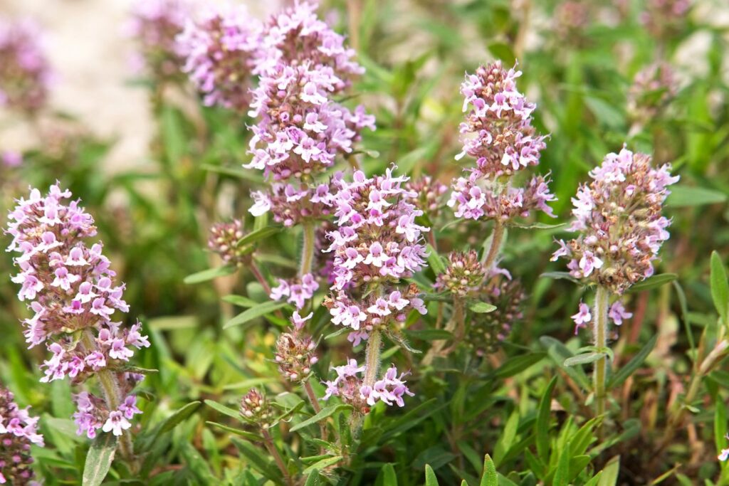 Blühender Thymian