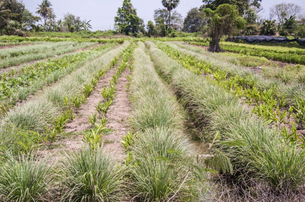 Field of lemon grass