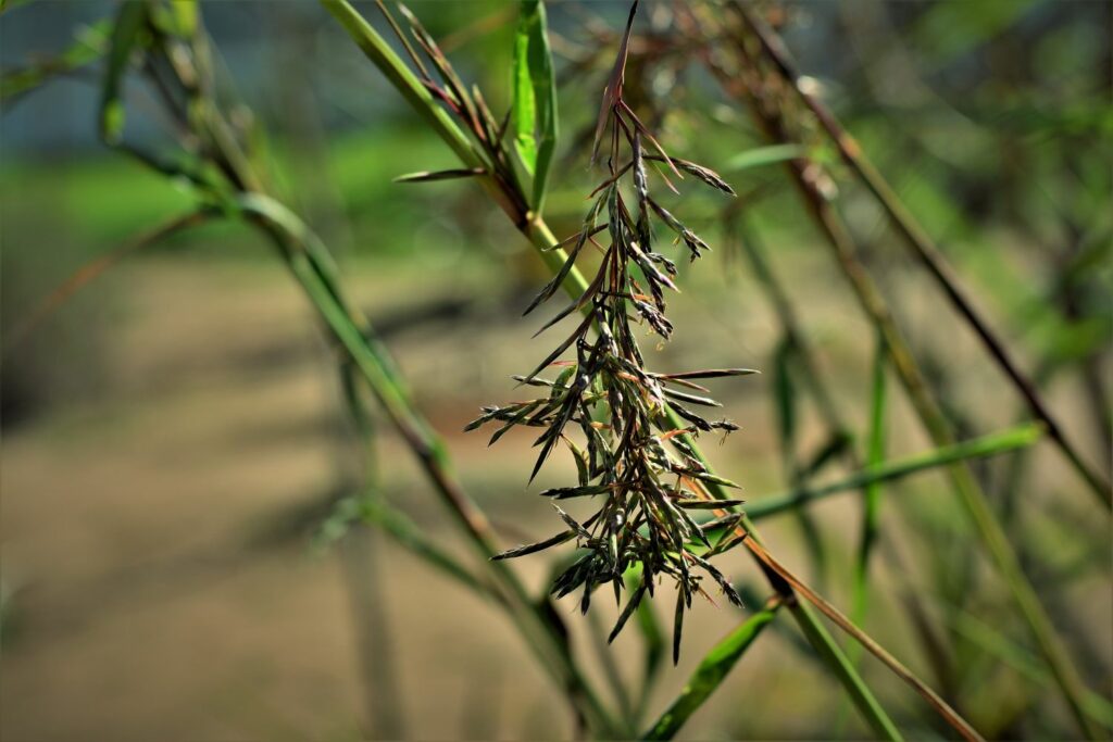 Dried seed stalks of lemon grass