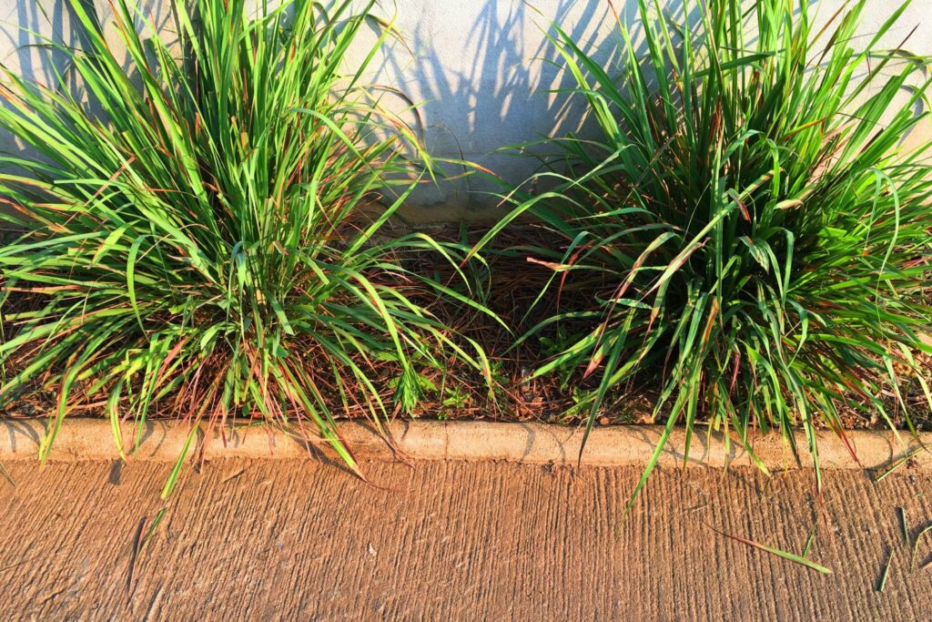 Lemon grass in the sun