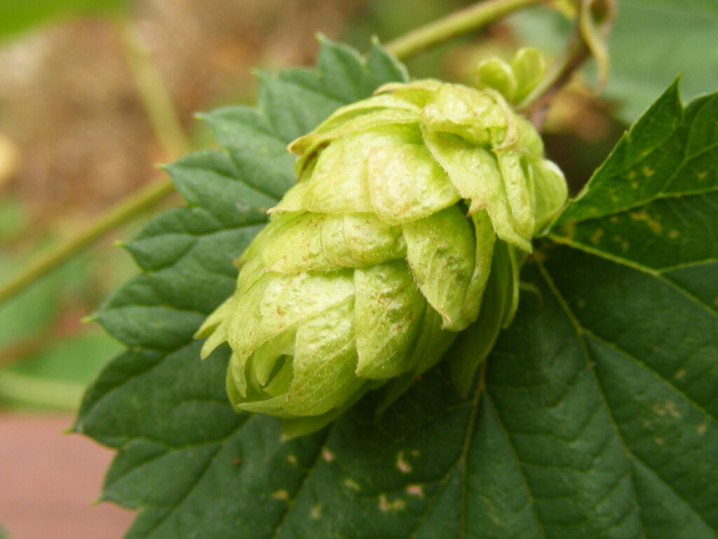 Hopfen Ähre Nahaufnahme