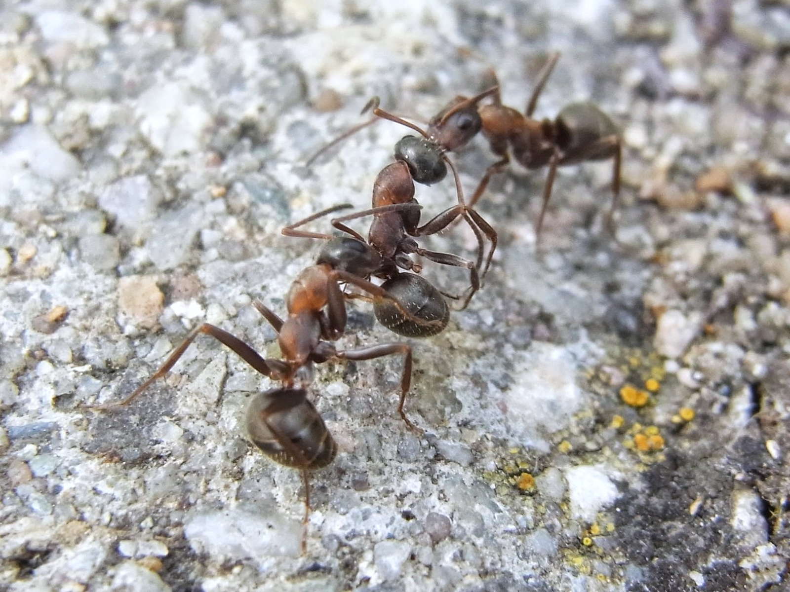 Ameisen im Haus und Garten natürlich mit Hausmitteln bekämpfen - Plantura