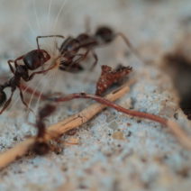 Ameisen im Haus und Garten natürlich mit Hausmitteln bekämpfen - Plantura