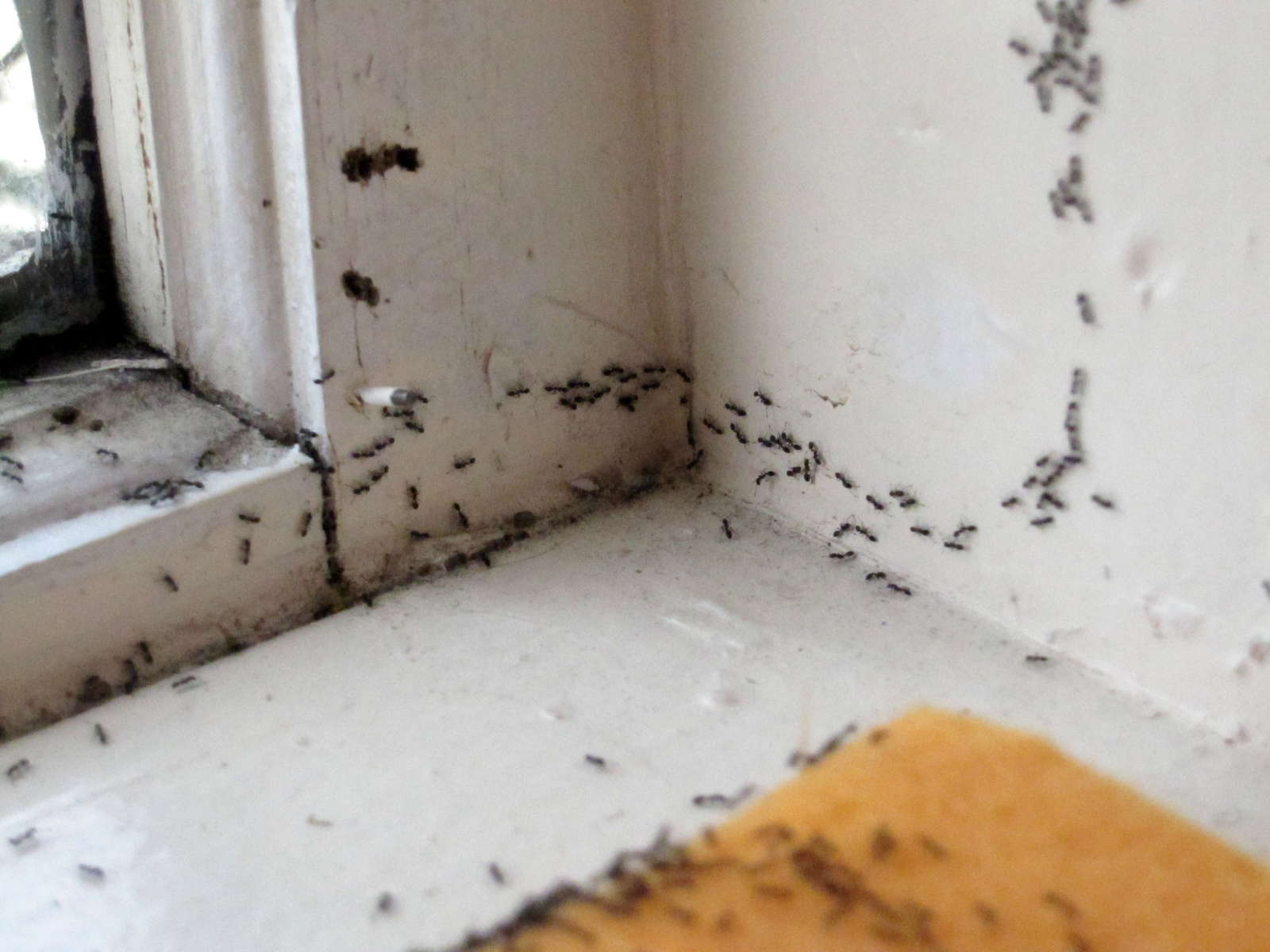 35 Top Images Ameisen Im Haus Ursache Was hilft gegen