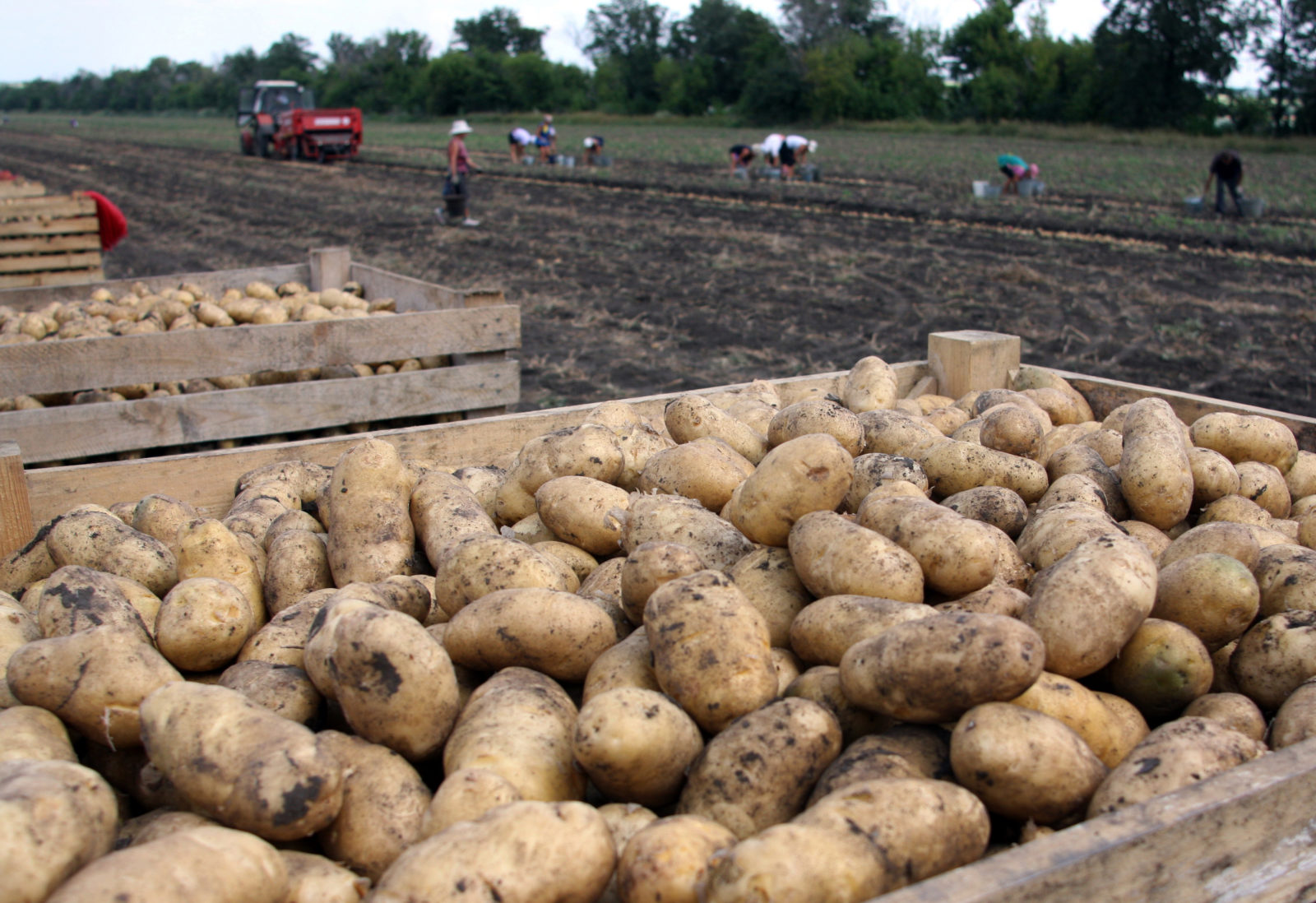 Wie Am Besten Kartoffeln Lagern Kartoffeln richtig lagern & aufbewahren - Plantura