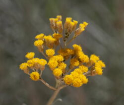 Blüte Currykraut2