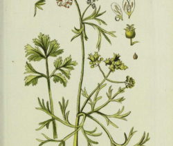 Botanik Koriander