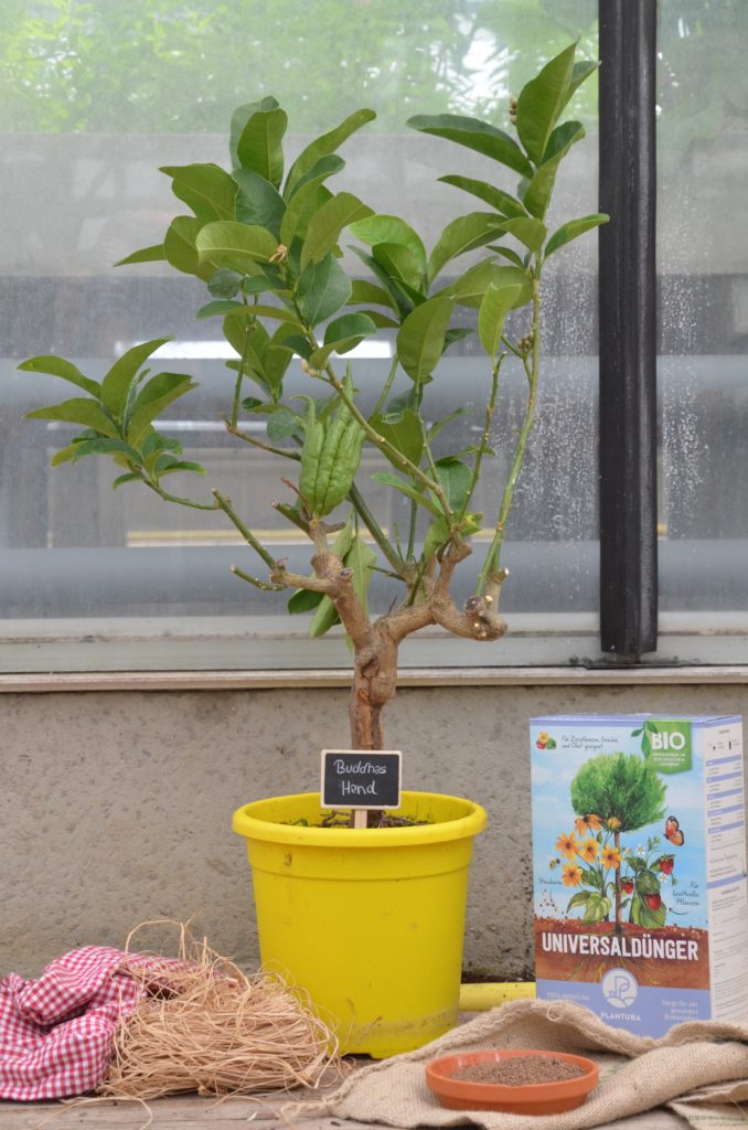 Buddhas Hand im Topf mit Dünger