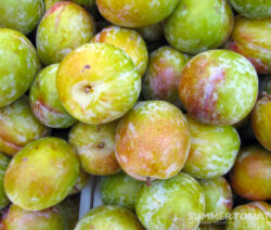 Flavor Grenade Pluot