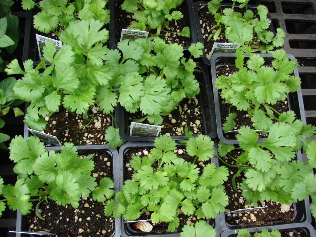 Jungpflanzen zum Auspflanzen im Garten Koriander