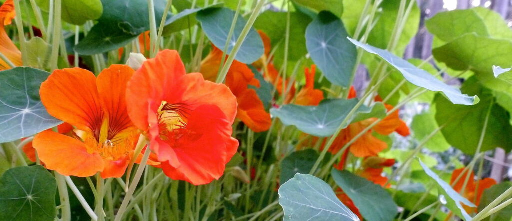Kapuzinerkresse im Garten mit roten orangen Blüten