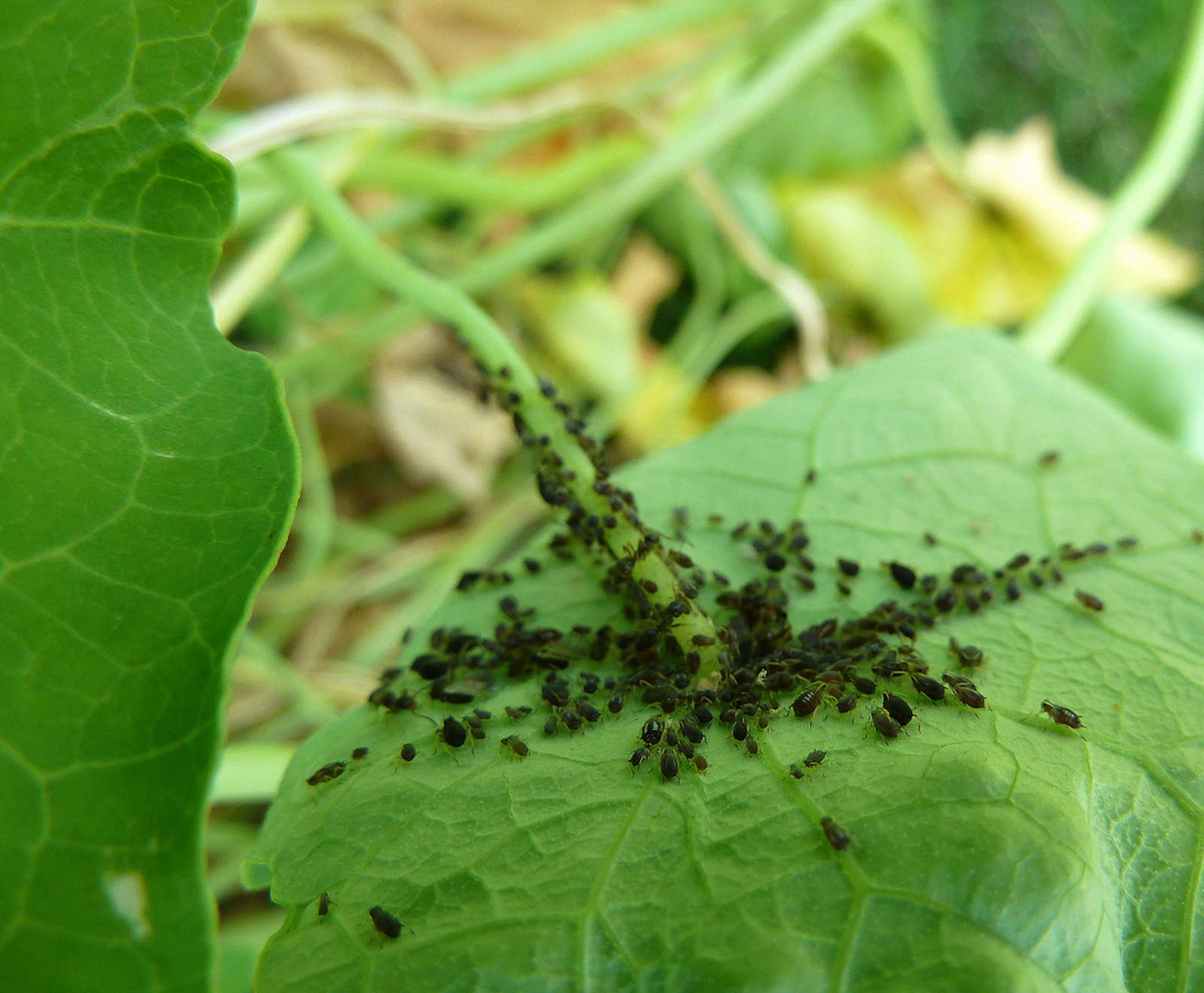 Kapuzinerkresse Die unkomplizierte Exotin Plantura