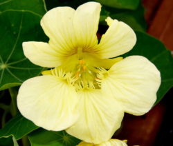 Kapuzinerkresse Blüte Gelb