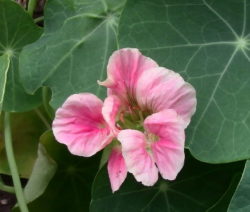 Kapuzinerkresse Blüte Rosa