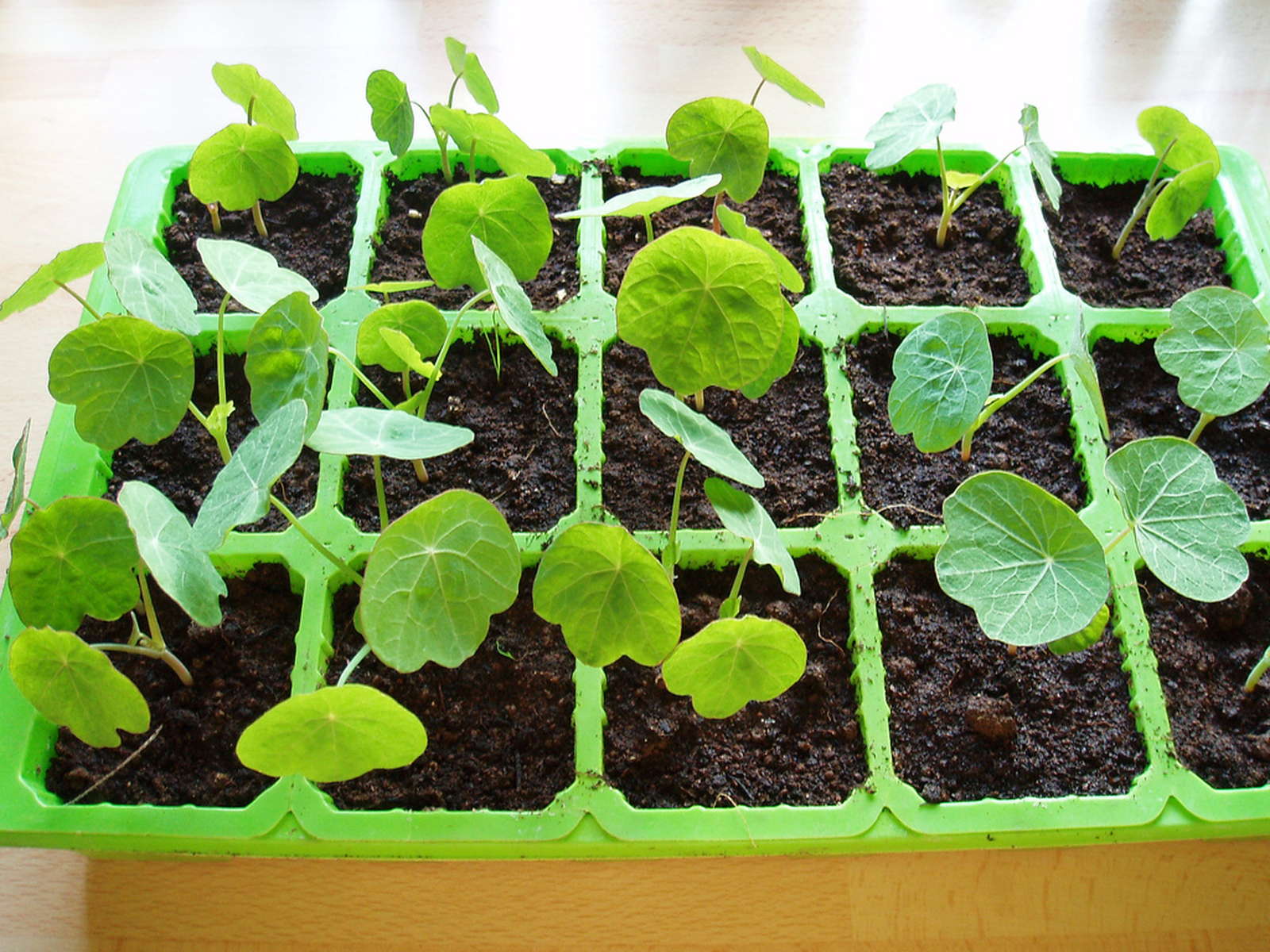 Kapuzinerkresse anbauen Plantura