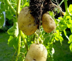 Kartoffelernte aus dem Sack
