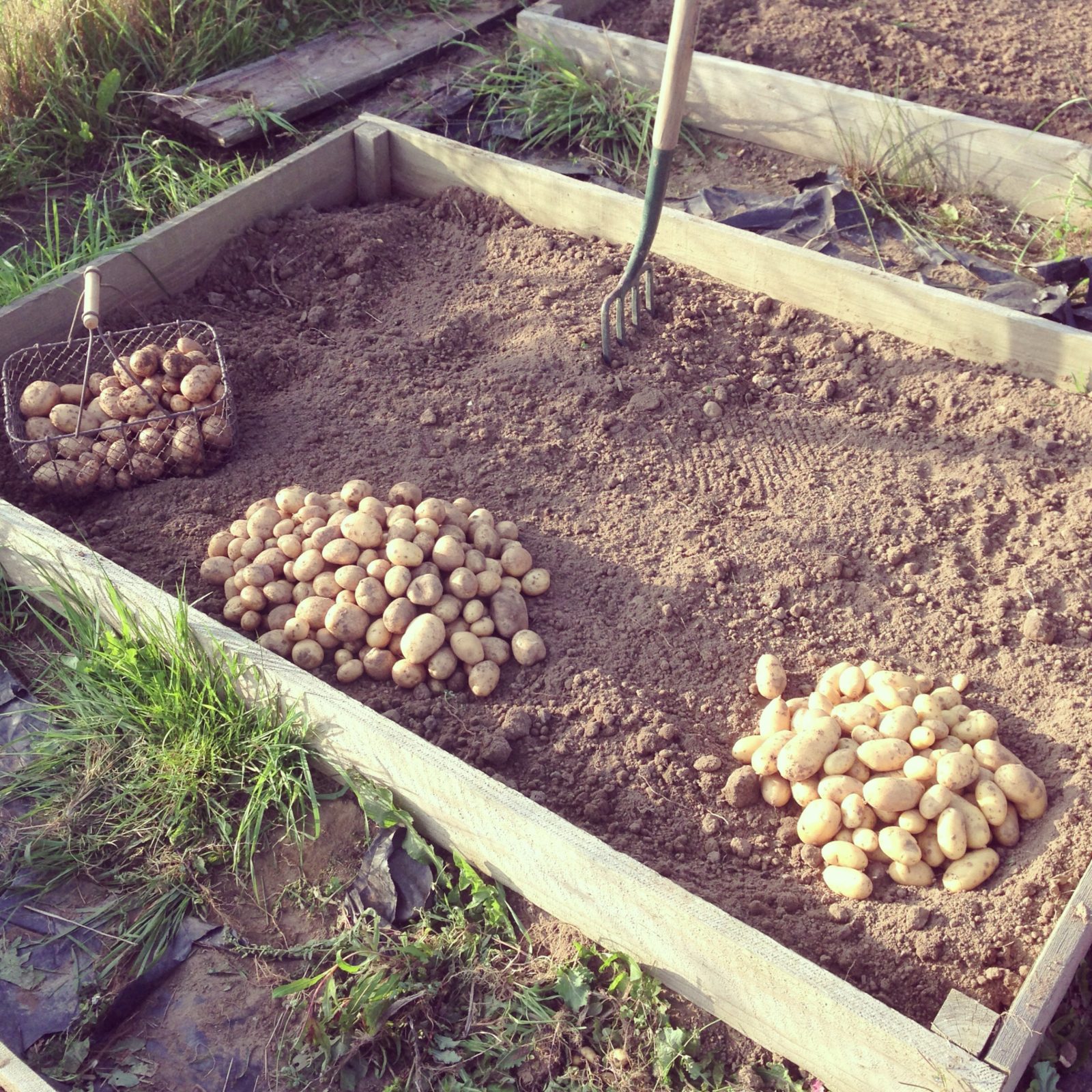 Kartoffelsorten Die besten 50 Sorten im Überblick Plantura