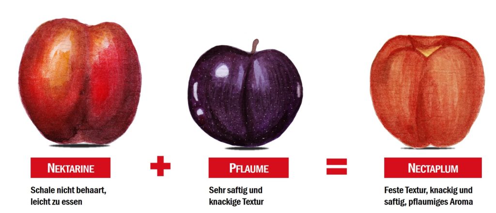 Nectaplum Kreuzung aus Nektarine und Pflaume