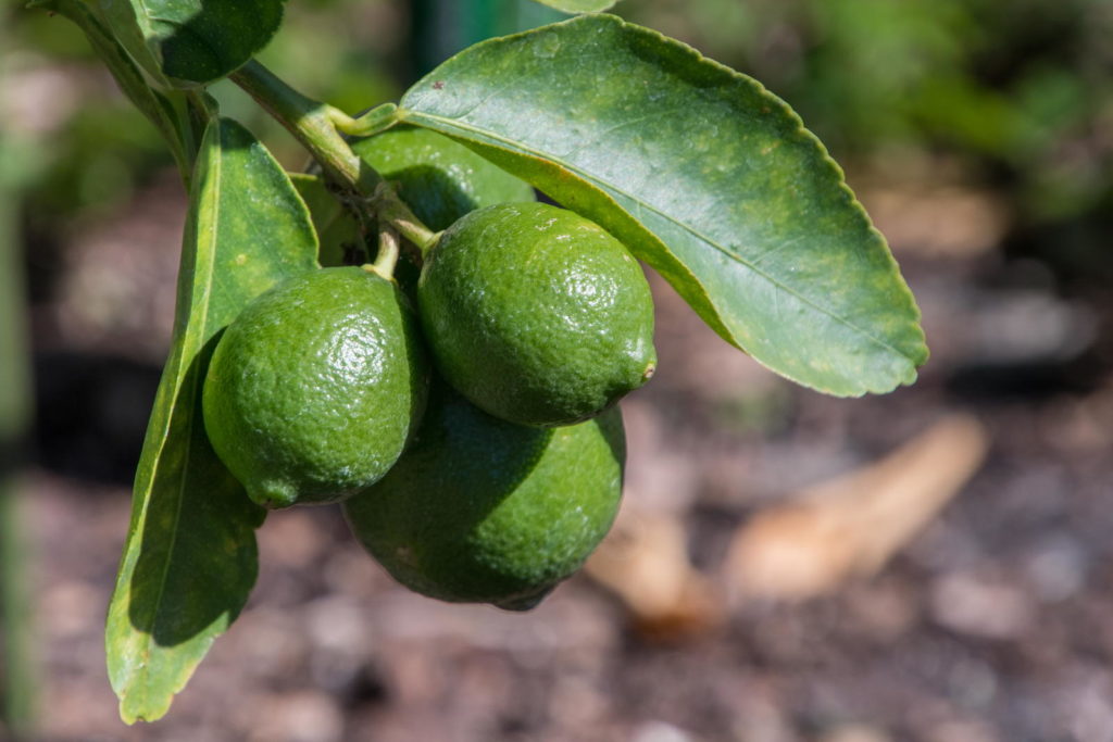 Persische Limette