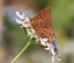 Schmetterling Koriander