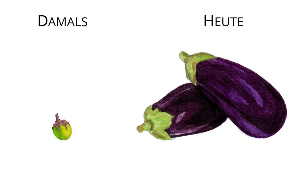 Ur Gemuse Und Ur Obst Im Wandel Der Zeit Plantura