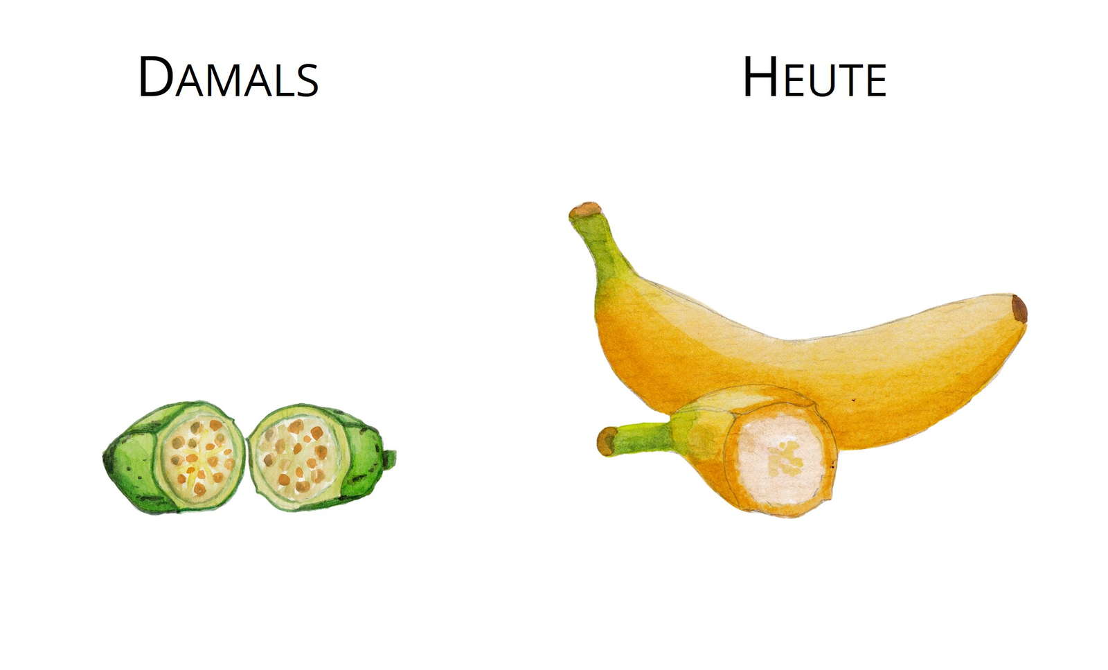 Ur-Gemüse und Ur-Obst im Wandel der Zeit - Plantura