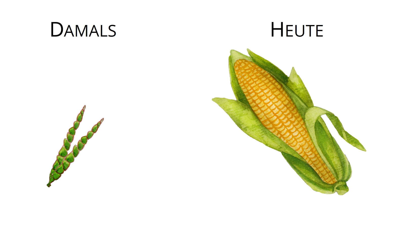Urmais Kaufen