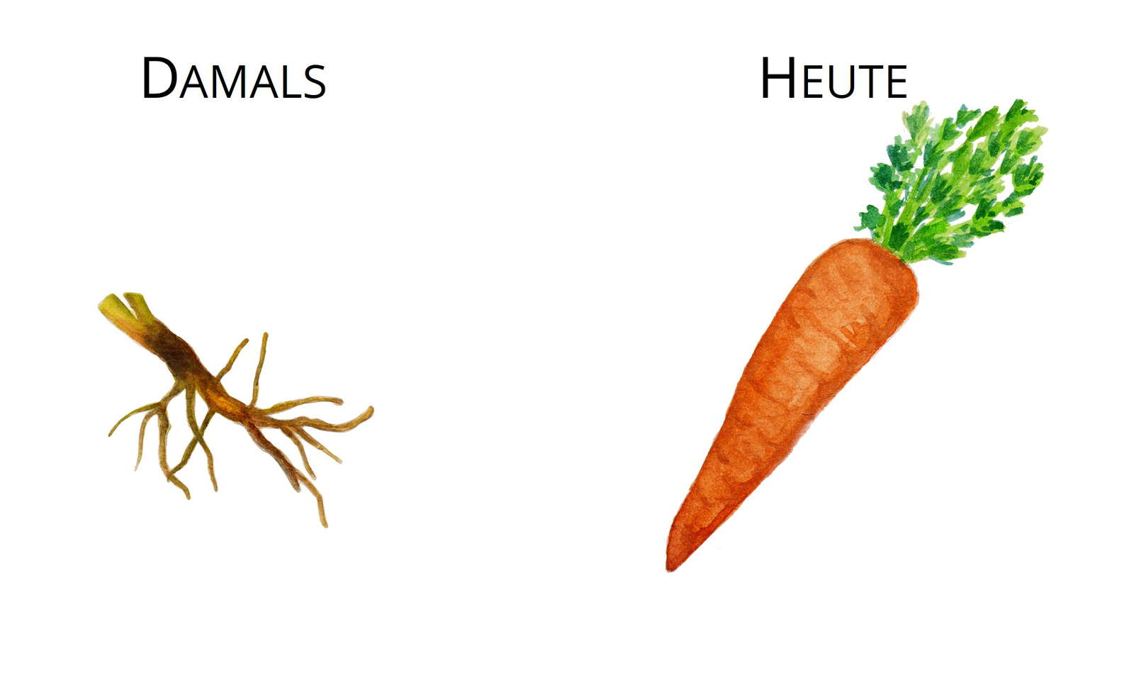 Wie Viel Kalorien Hat Eine Karotte