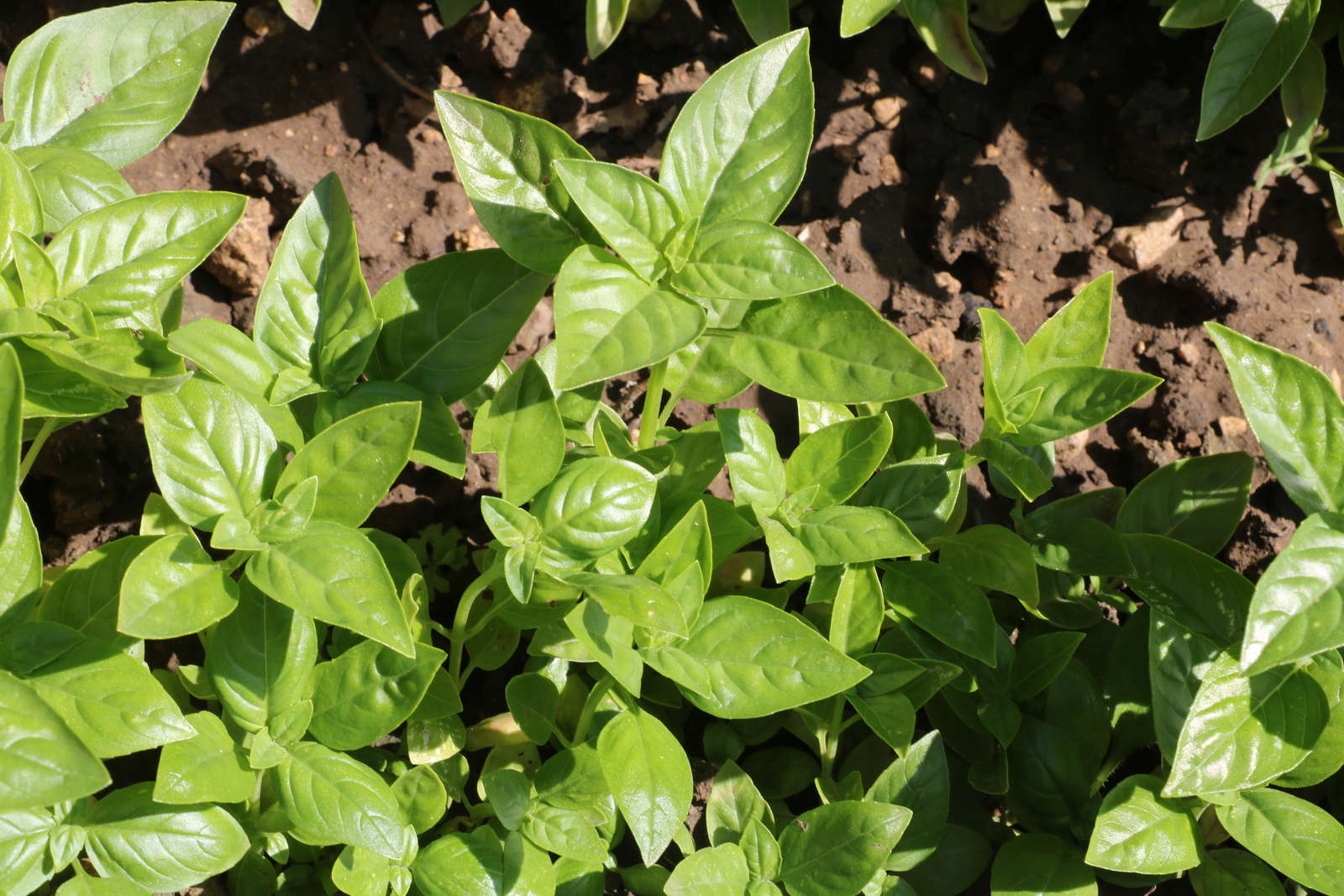 Лучшие сорта базилика. Базилик ароматный. Базилик гигант. Лучшие сорта базилика. Базилик шарм.