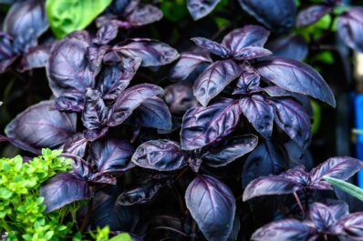 Schwarzes Basilikum: Das berühmte Küchenkraut mit dunklem Laub