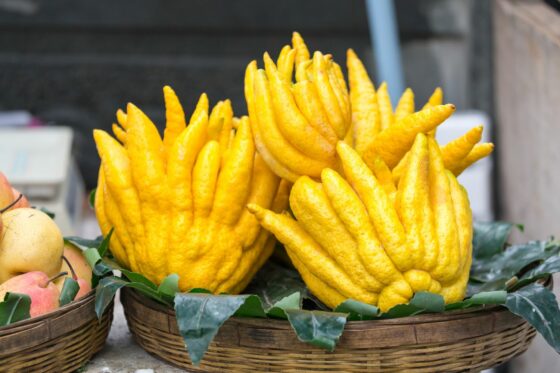 Buddhas Hand: Alles zum Pflanzen & Pflegen der Zitronatzitrone