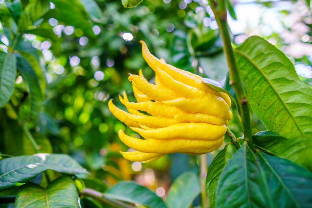 Buddhas Hand Pflanzen & Pflegen der Zitrone Plantura
