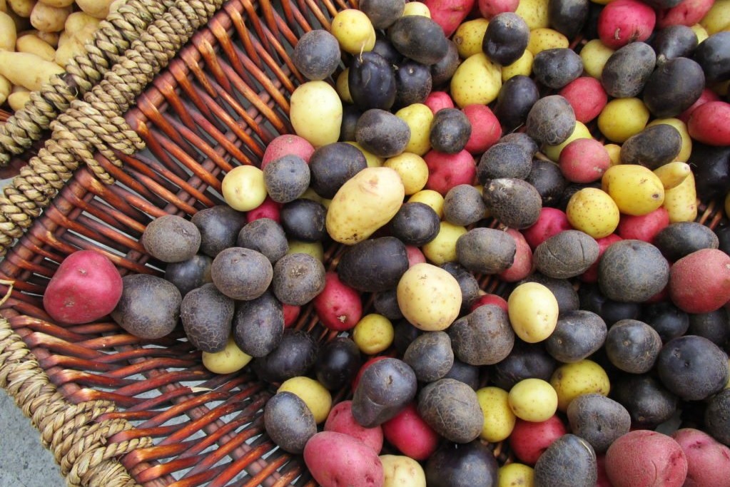 Bunte Kartoffelsorten in Rot, Schwarz und Gelb