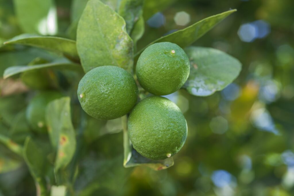 Pursha-Limetten am Baum