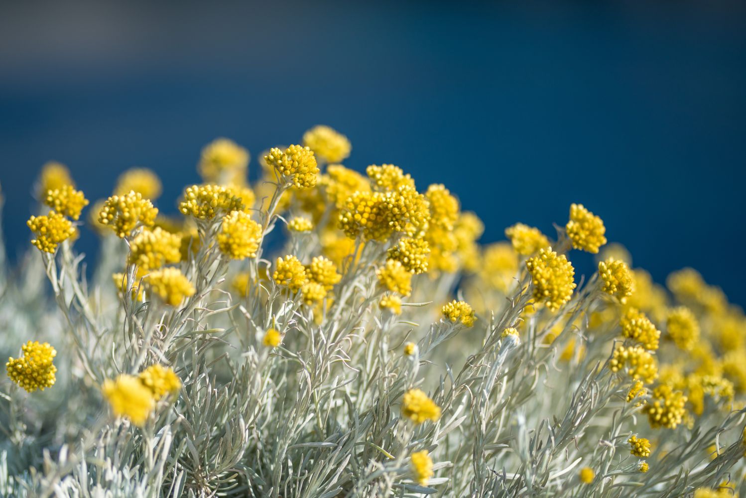 Currykraut: Der mediterrane Underdog