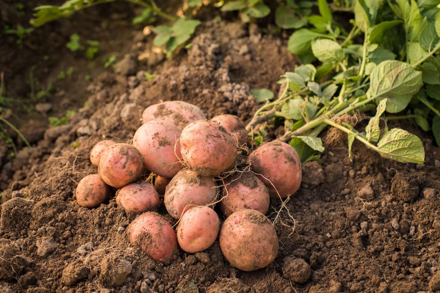 Kartoffeln pflanzen: Richtig vorkeimen & setzen - Plantura