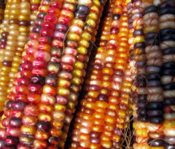 Farbige Maiskörner Indian Corn