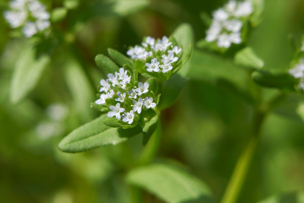 blühender Feldsalat