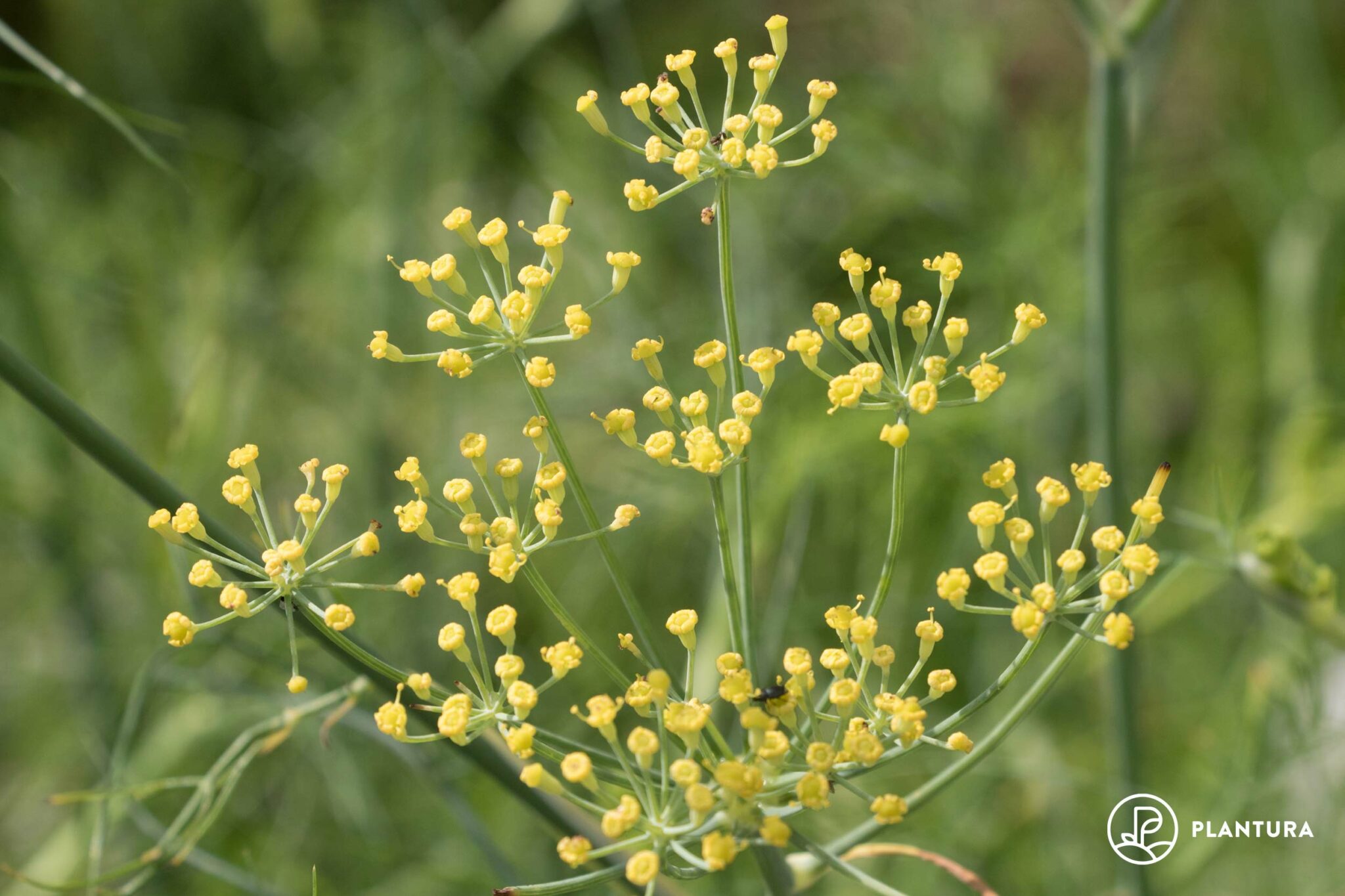 Fenchel: Herkunft, Ursprung und Synonyme - Plantura