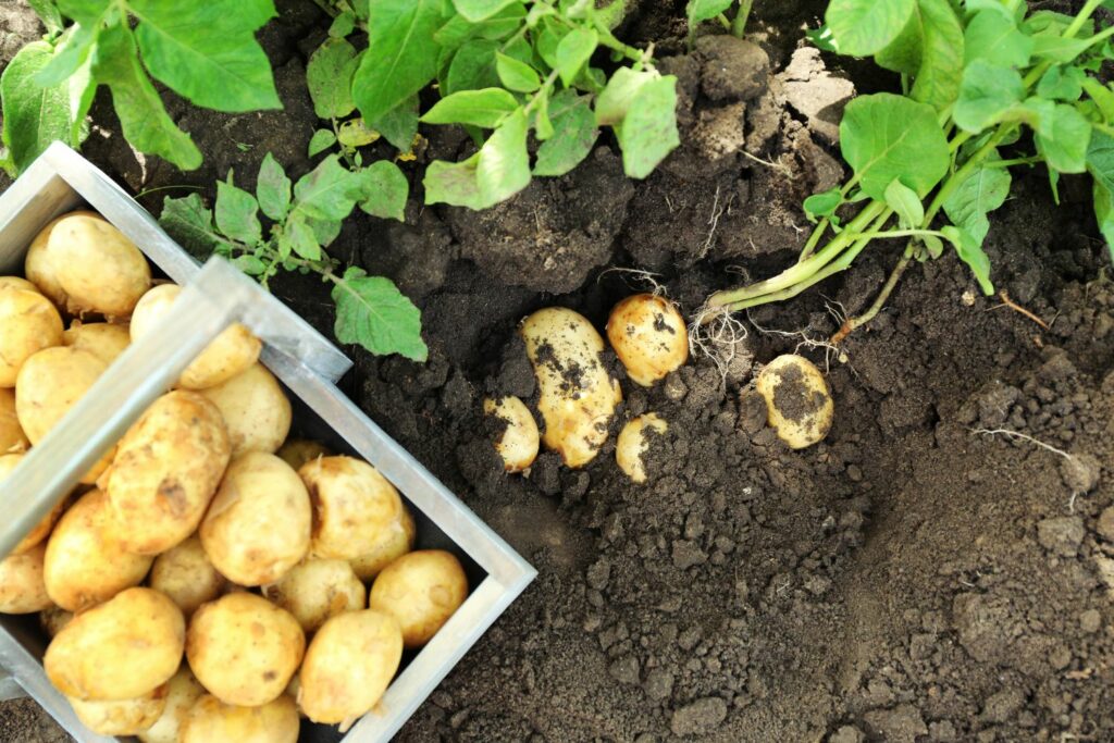 Frisch geerntete Frühkartoffeln