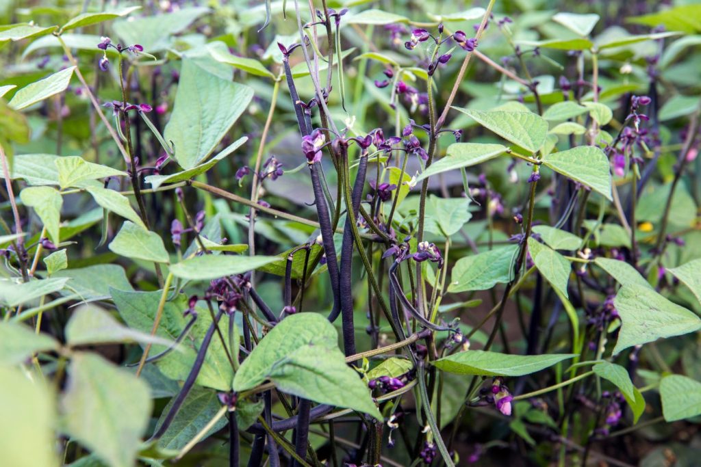 Gartenbohne am Busch