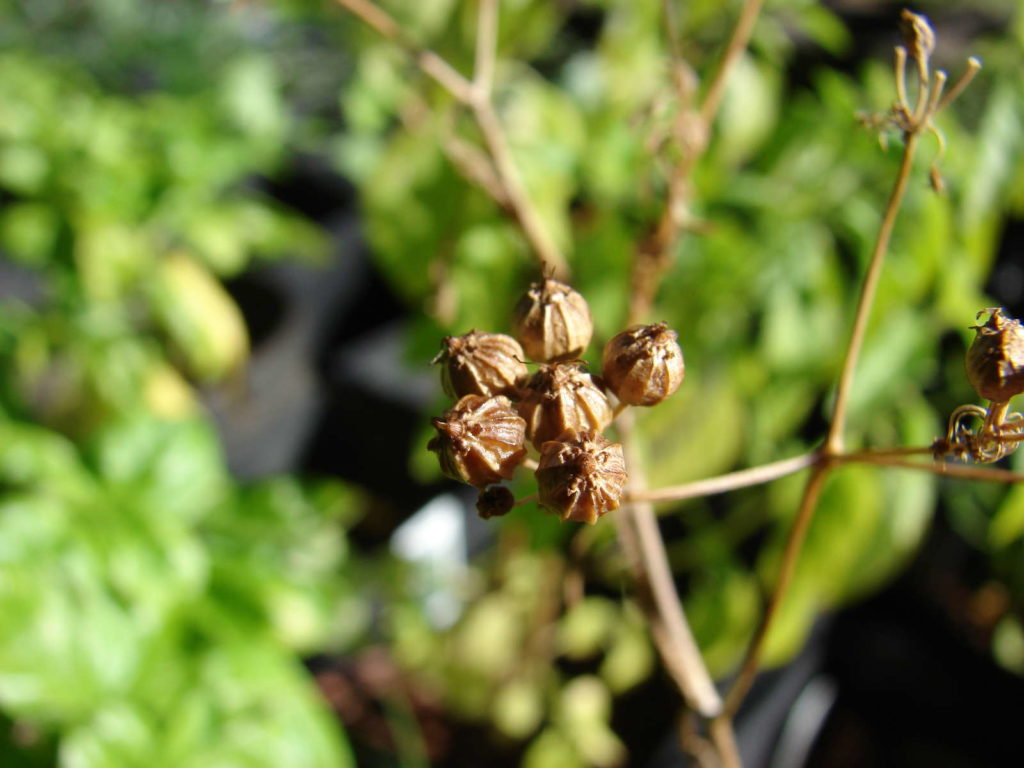 getrocknete Früchte Koriander im Garten