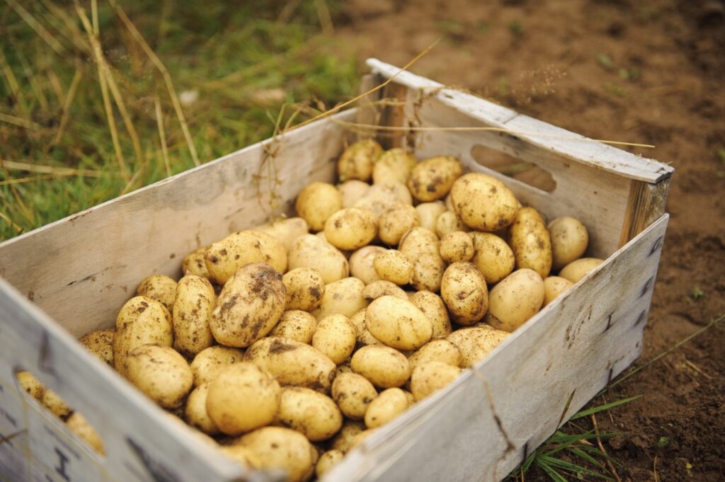 Geerntete Kartoffeln in einer Holzkiste