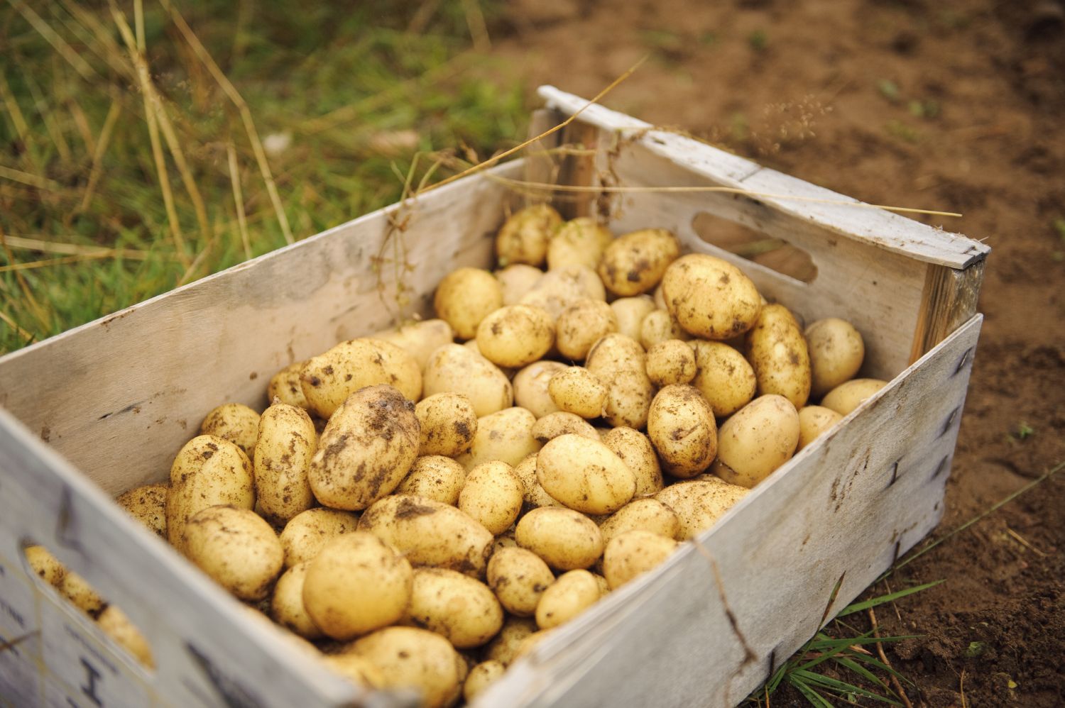 Kartoffeln Lagern Wie Lange Kartoffeln richtig lagern & aufbewahren - Plantura