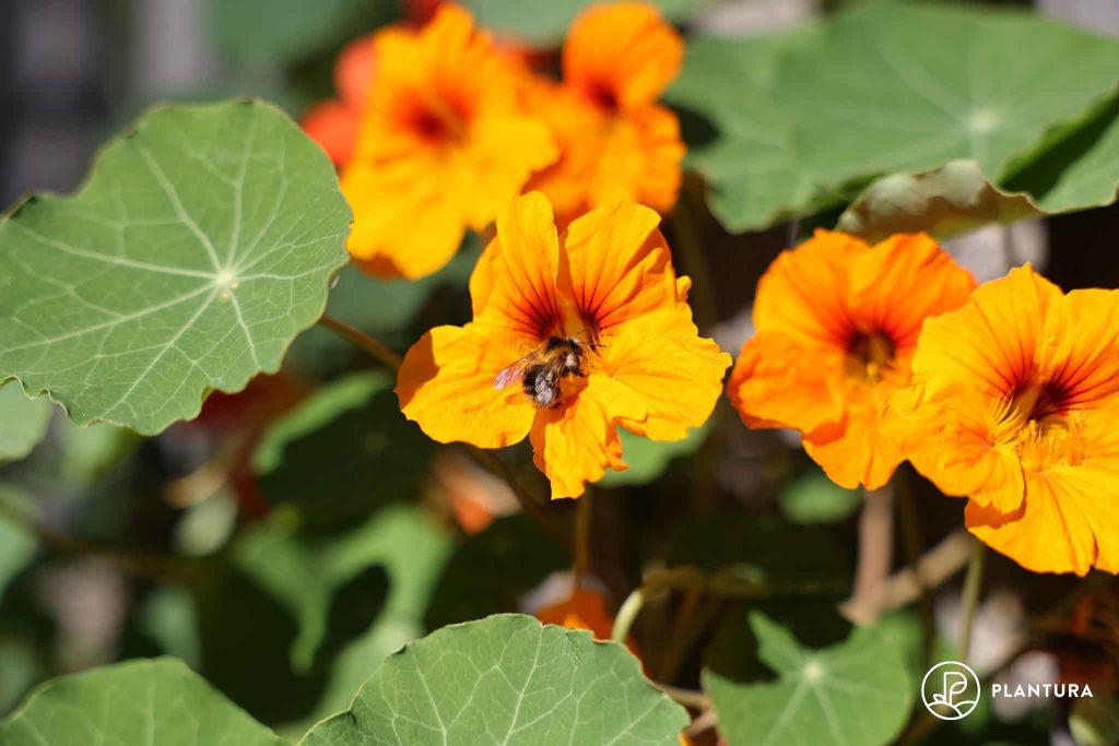 Hummel in Kapuznierkresse-Blüte