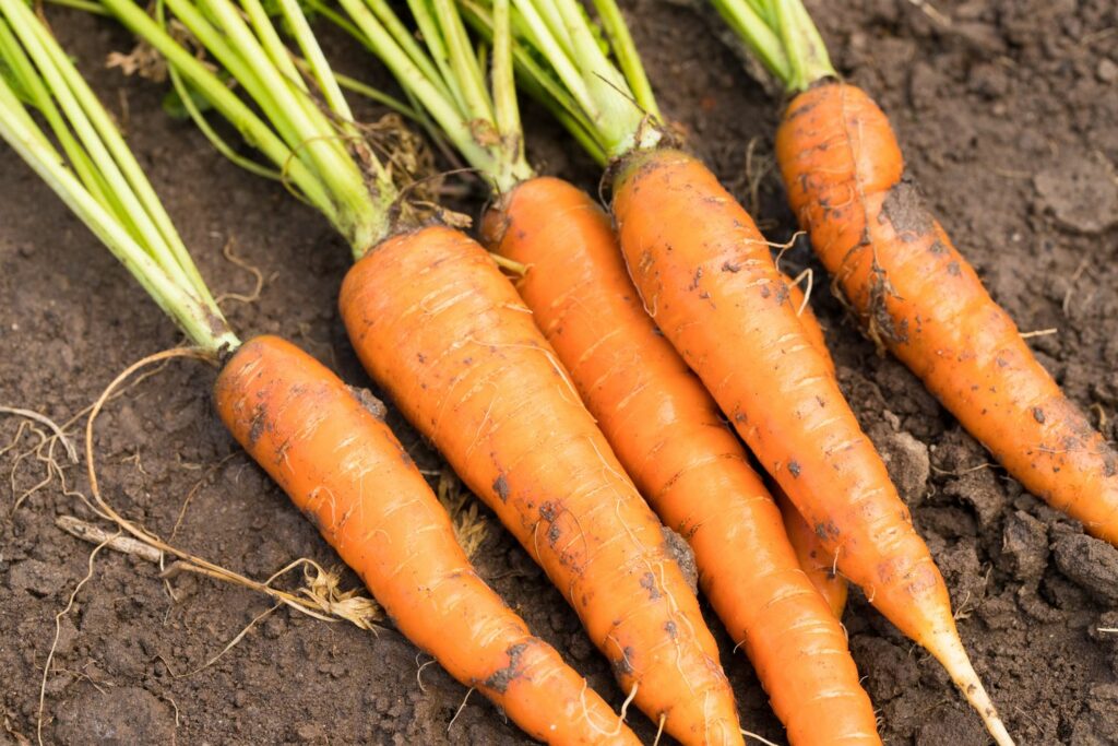 geerntete Karotten